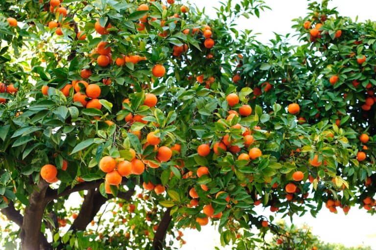 citrus tree full of fruits, orange colored fruits, healthy citrus tree, Do Citrus Trees Repel Mosquitoes?