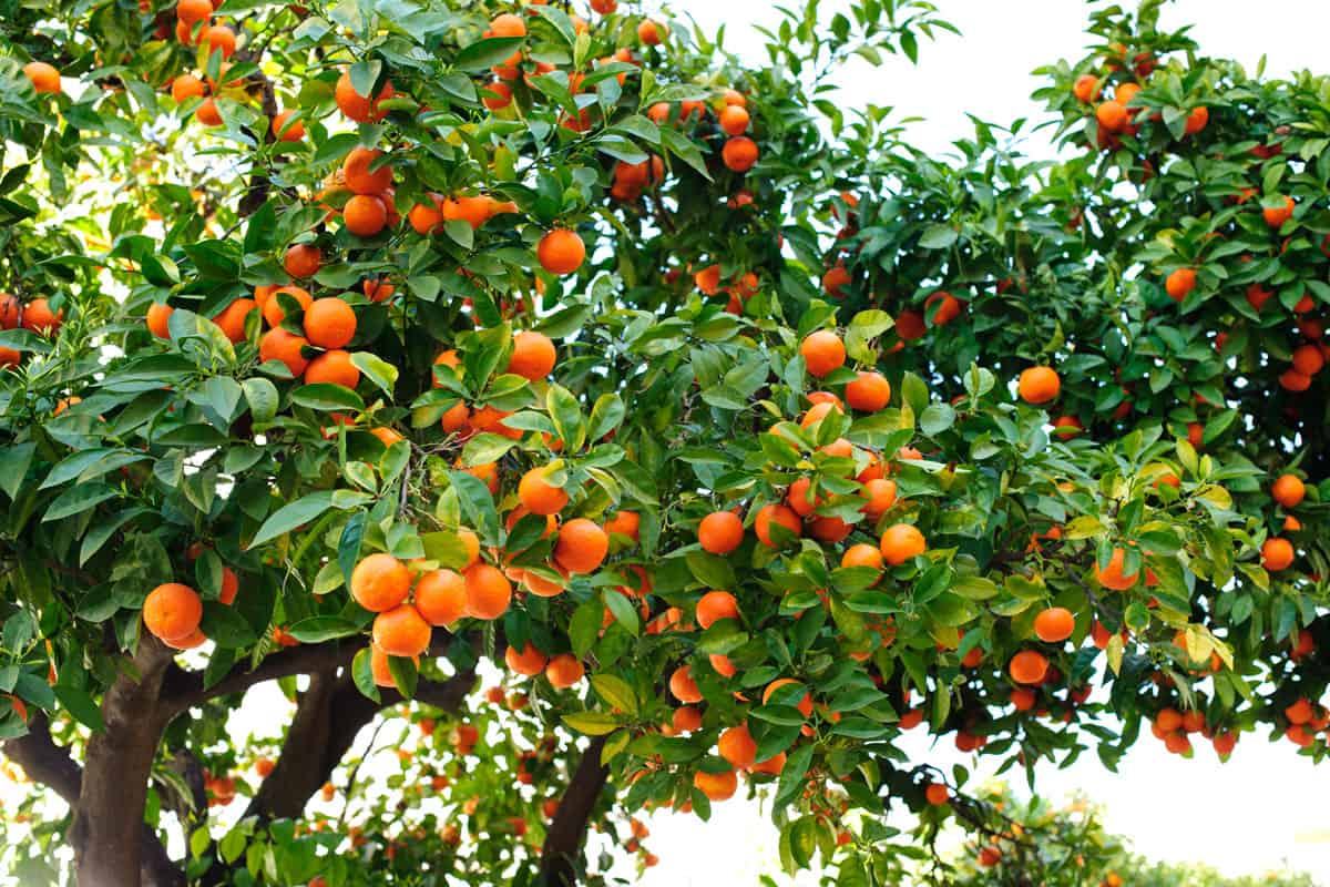citrus tree full of fruits, orange colored fruits, healthy citrus tree