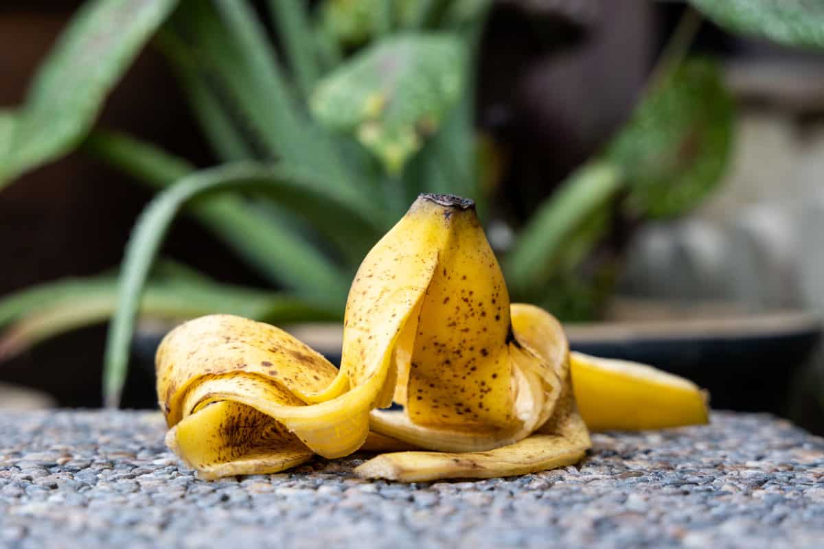 close up photo of a banana peel on the concrete table, green plant on the pot on the background