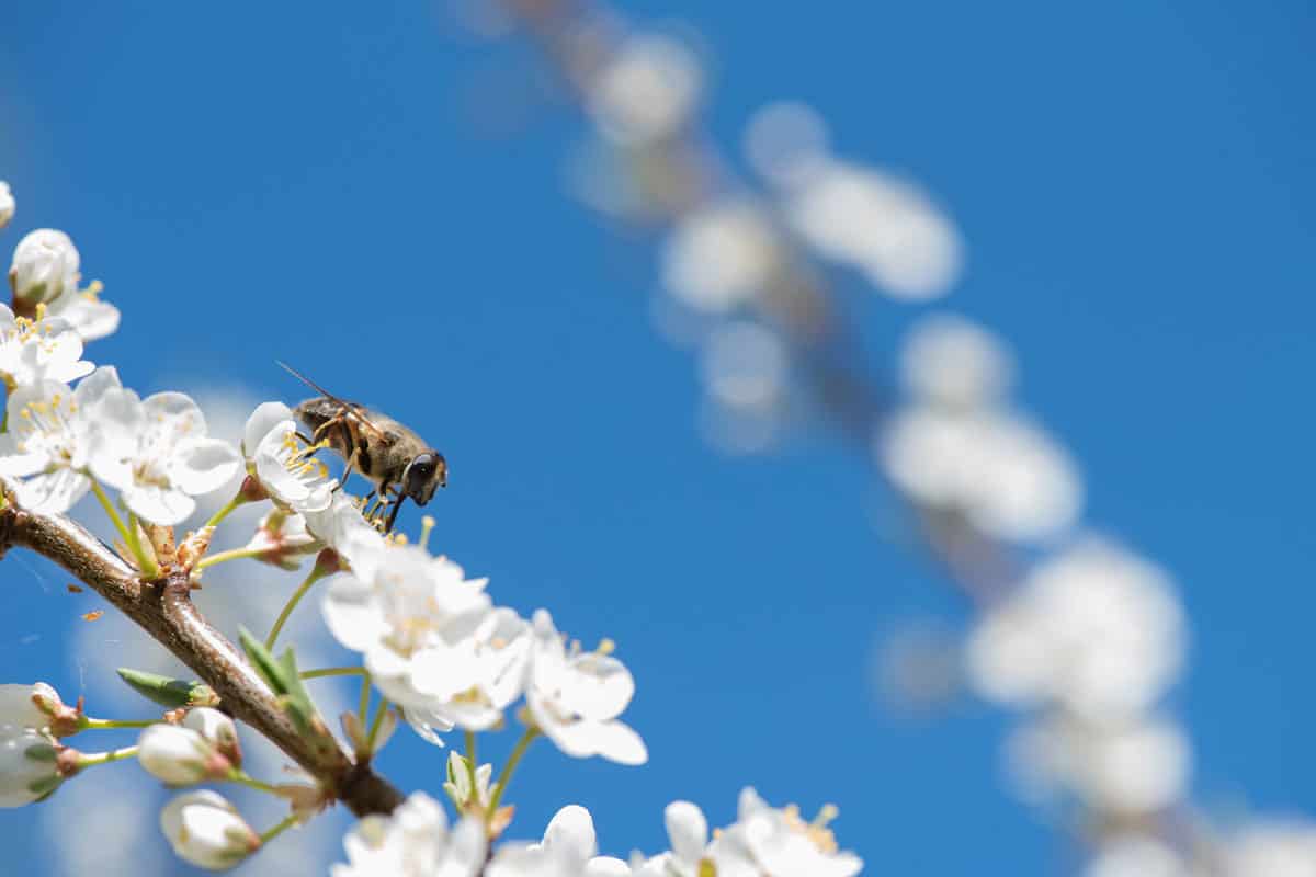close up photo of a bee sipping nectar on a white blossom flowers on a sunny day and a blue sky