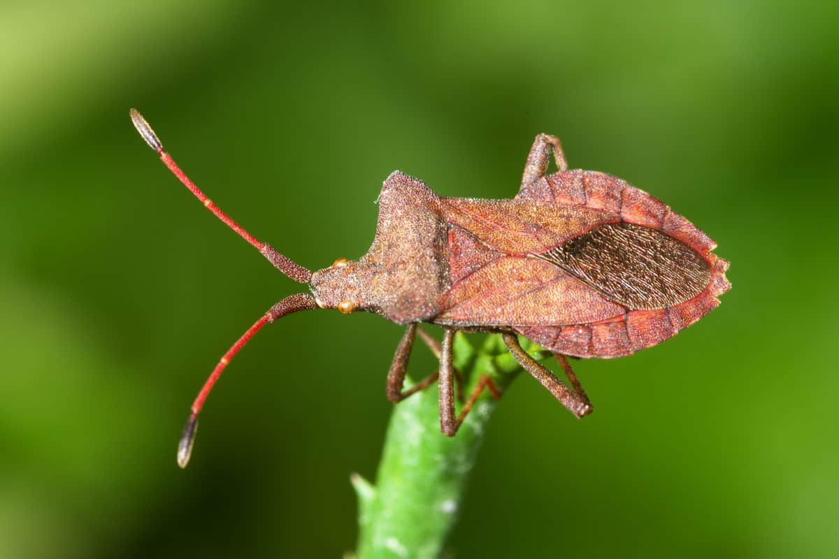 close up photo of a brown squash bug on the tip pf the plant leaf