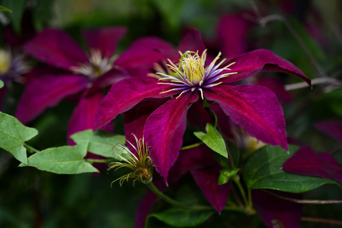 close up photo of a dark maroon colored blooming flower on the forest
