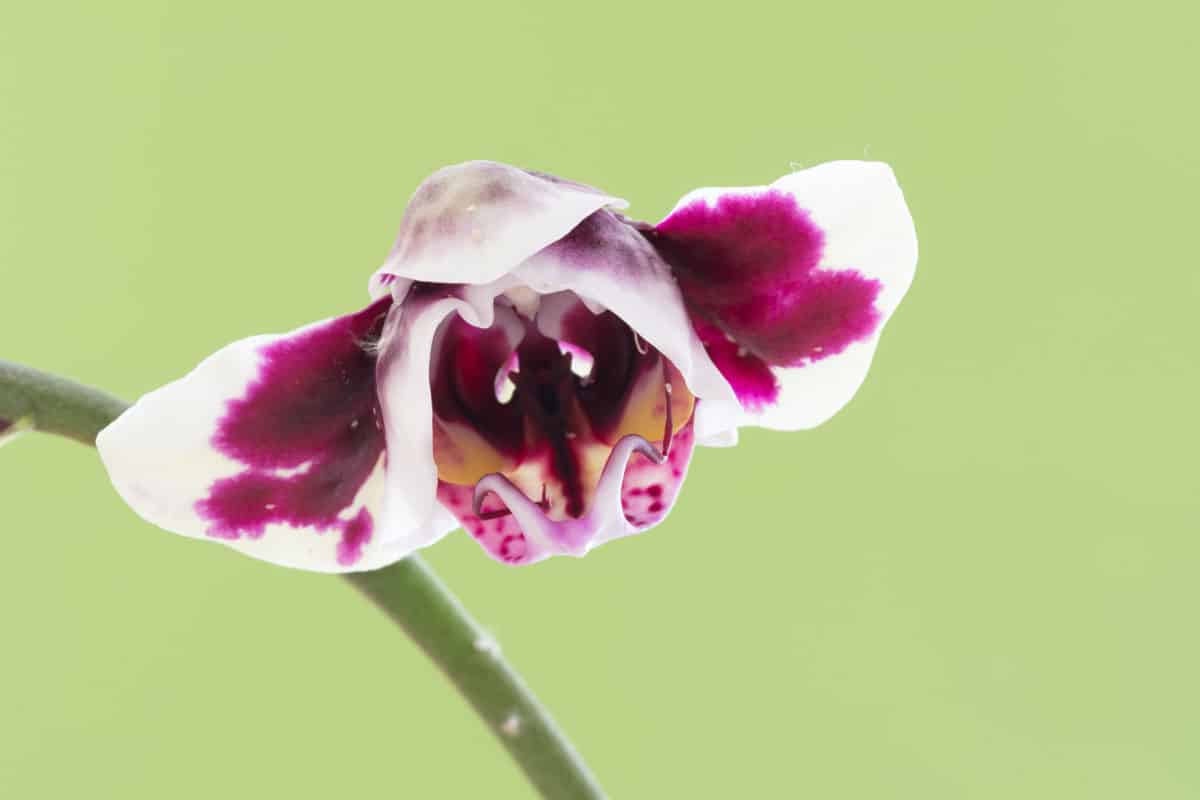 close up photo of a dark purple and white petal orchid flower on the garden outside the house