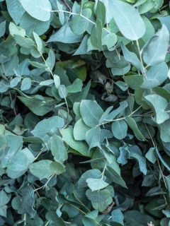 close up photo of a eucalyptus plant on the garden at the backyard of a house, 4 Best Fertilizers For Eucalyptus Plant [And How To Use Them]