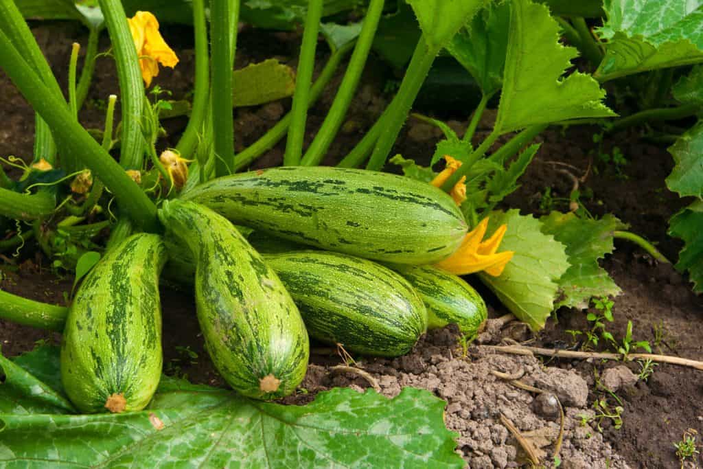 close up photo of five zucchinis on the ground, fresh healthy zucchini
