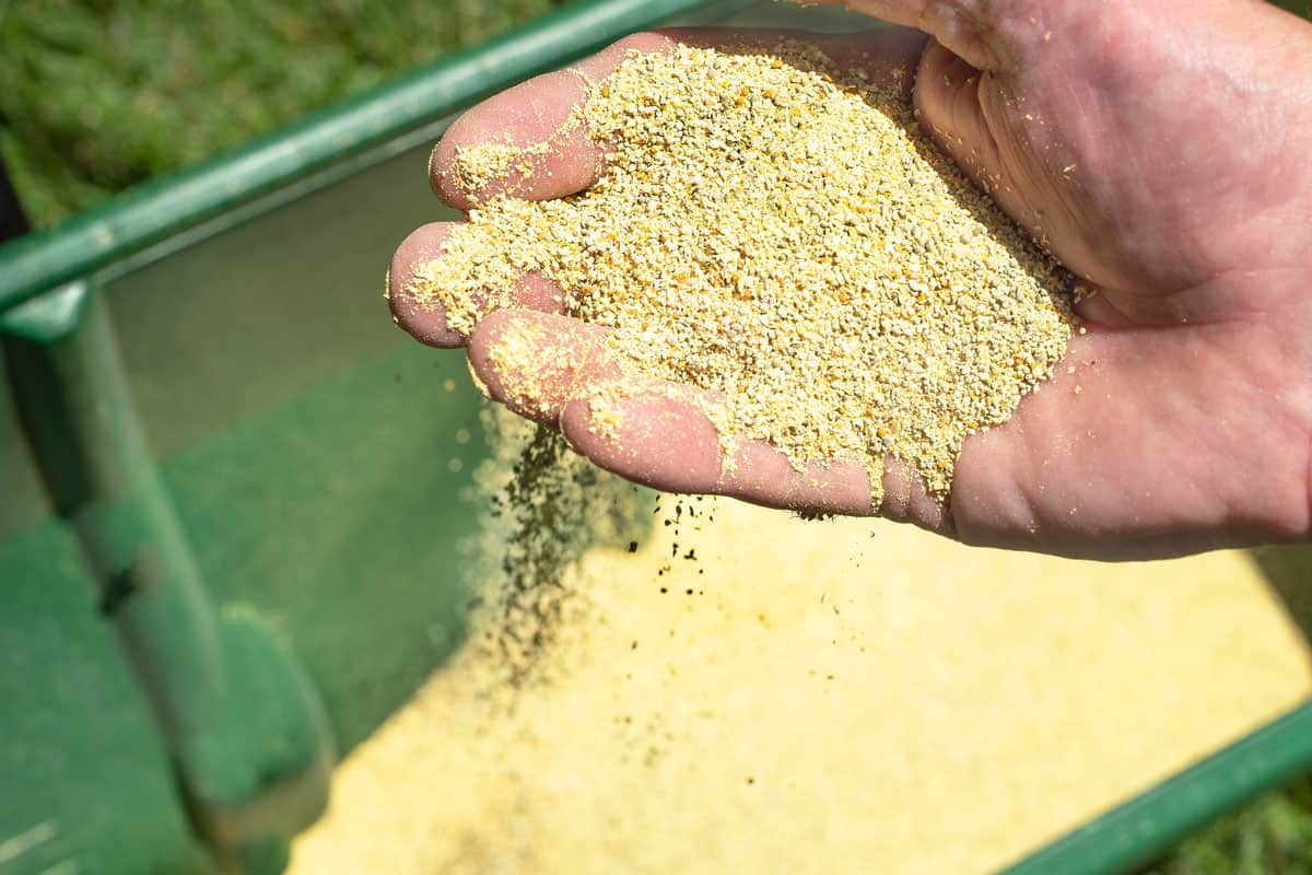 close up photo of a gardener hands holding grass lawn fertilizer herbicide granules