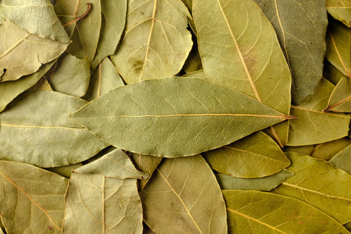 close up photo of a laurel leaves from bay tree laurel, dried leaves of laurel tree