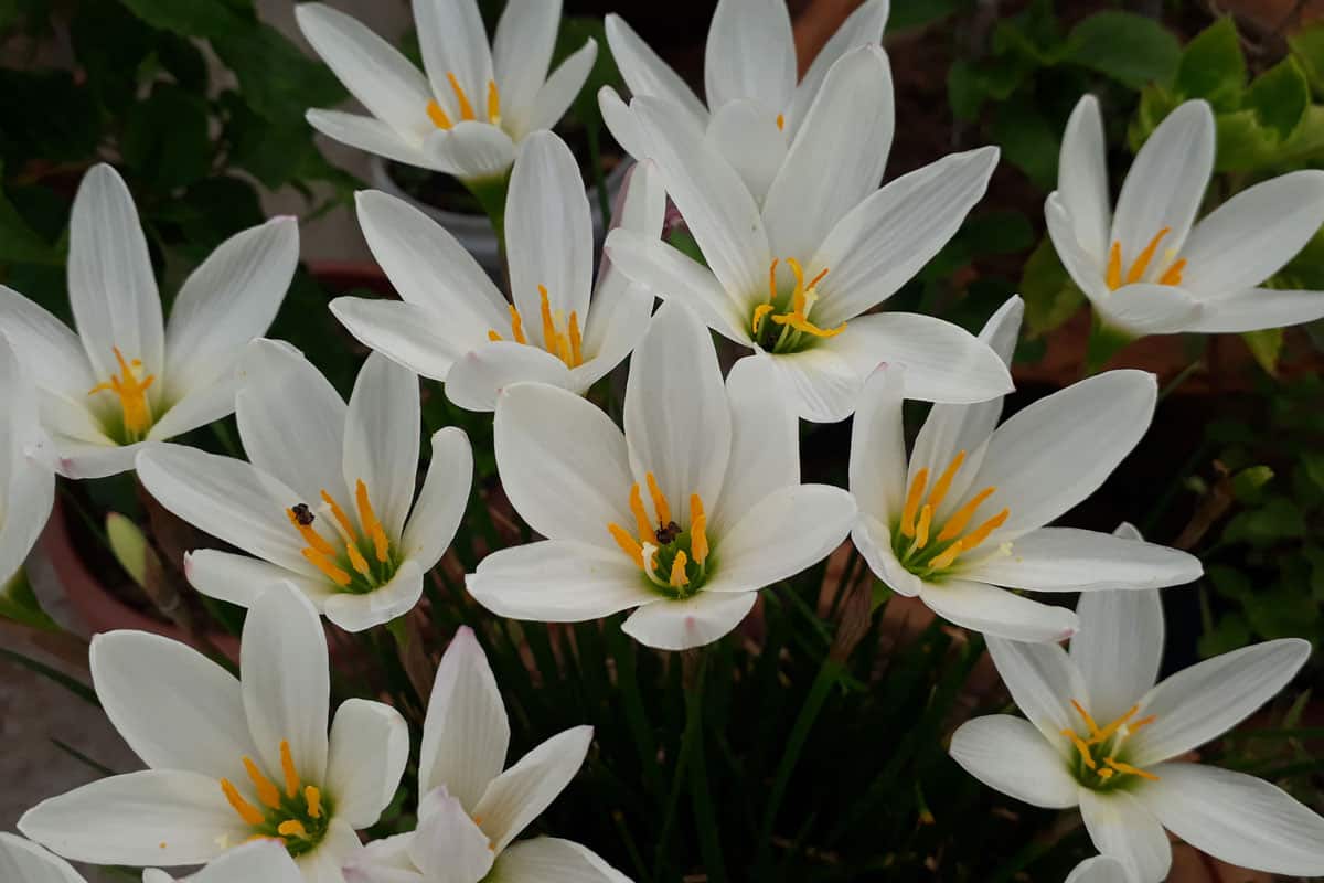 close up photo of a lilies on the garden on the backyard, white colored flowers