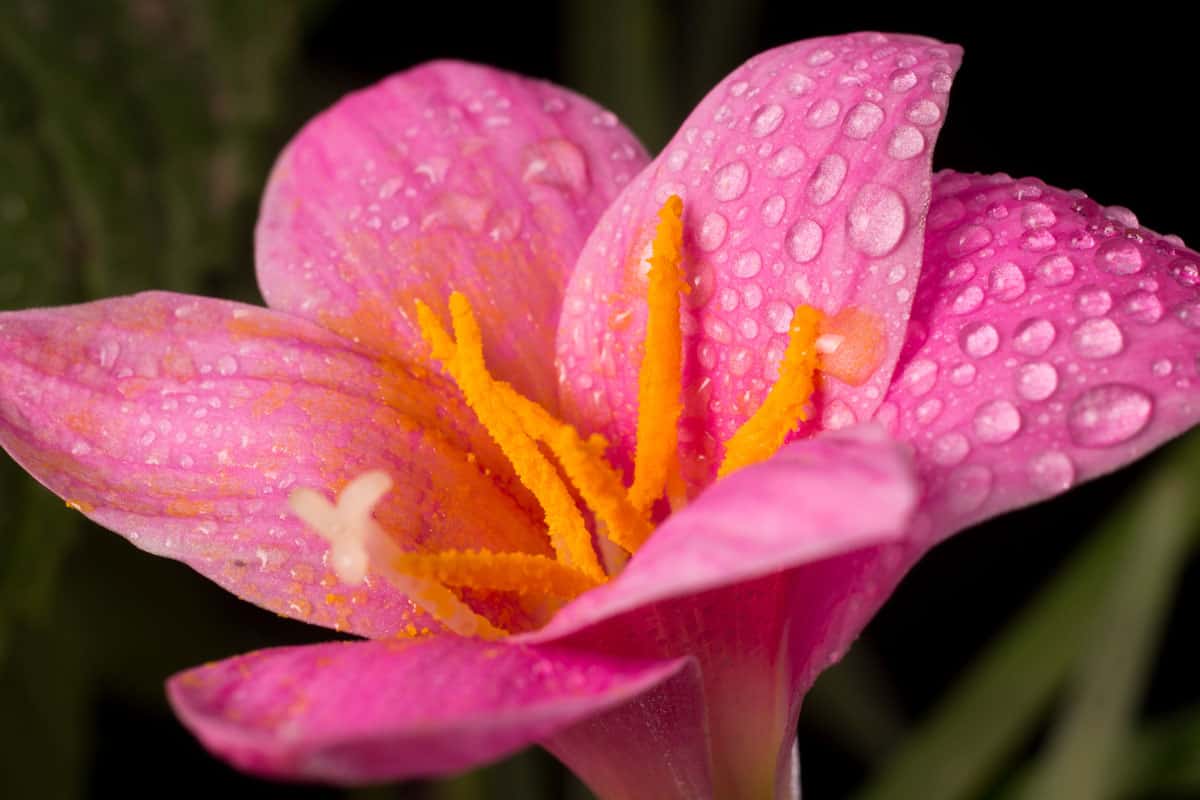 close up photo of a pink flower with water droplets, rainy season, watering plants
