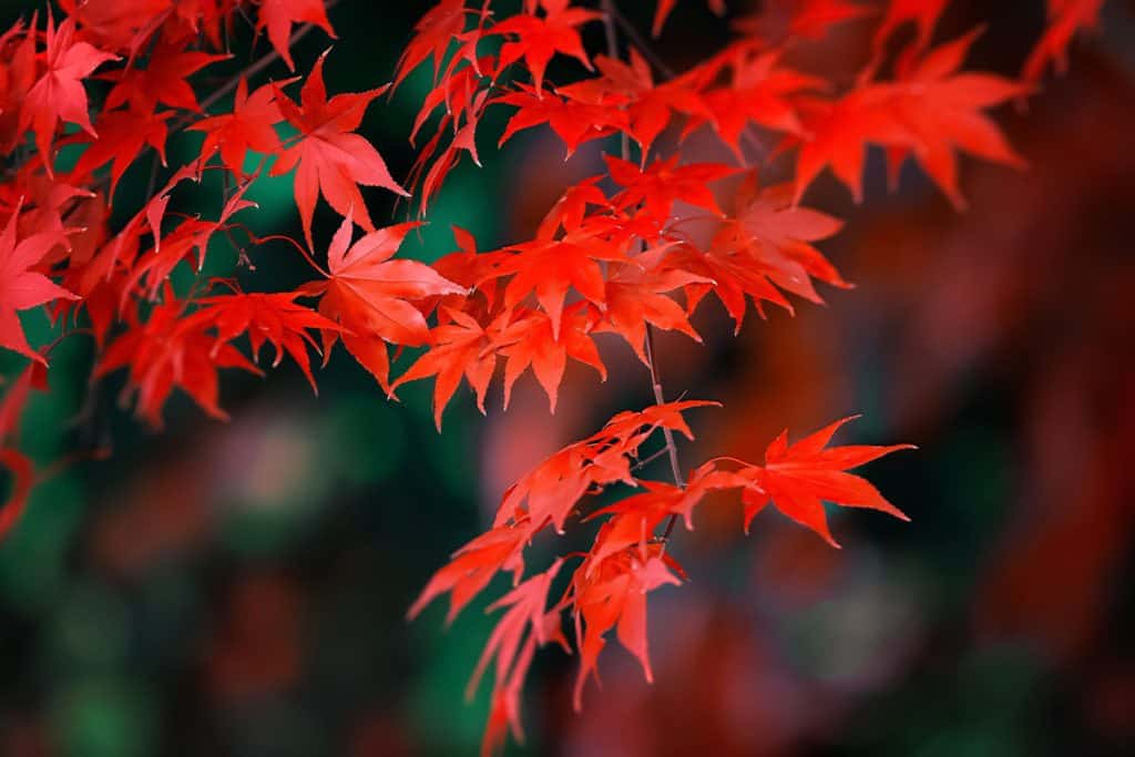 red leaves of a japanese maple tree on the center of the park, many trees around, different kinds of trees