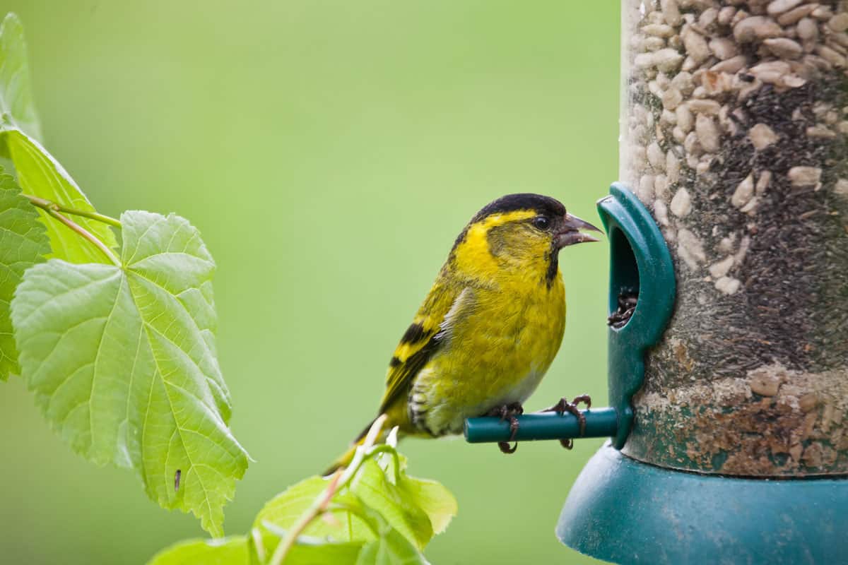 close up photo of a yellow cute bird sitting beside the bird feeder on the garden