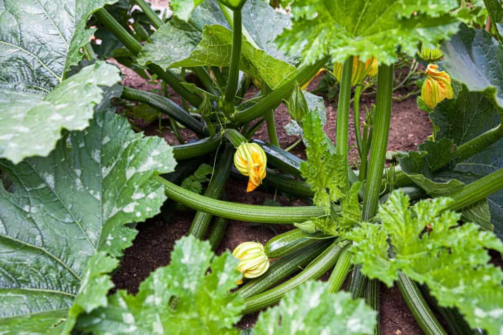 close up photo of a zucchini plant and a healthy yellow green leaves of a zucchini plant