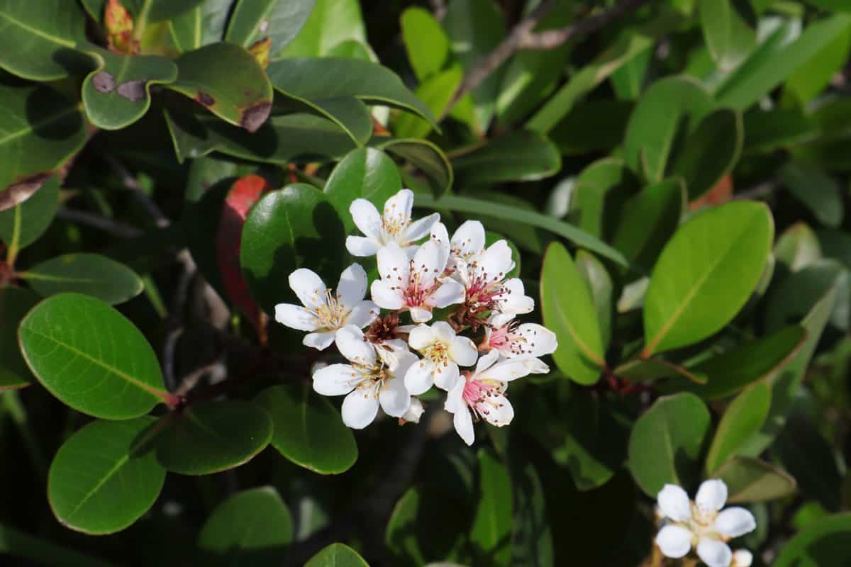 close up photo of an indian hawthorn, white color of the flowers, fresh from garden