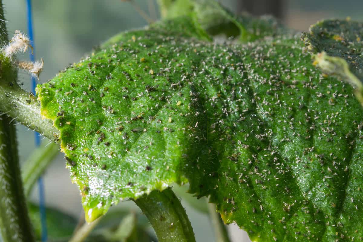 close up photo of unhealthy leaves full of aphids
