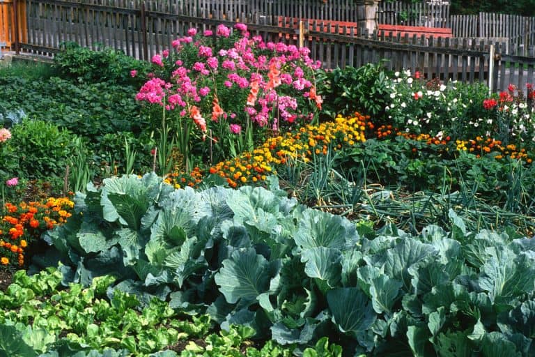 cottage garden, garden beds, Winter Cover Crops For Vegetable Gardens [17 Options You Should Try!]