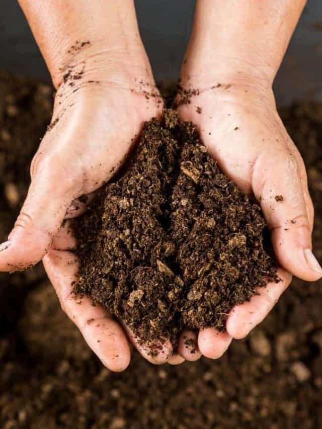 close up hand holding soil peat moss