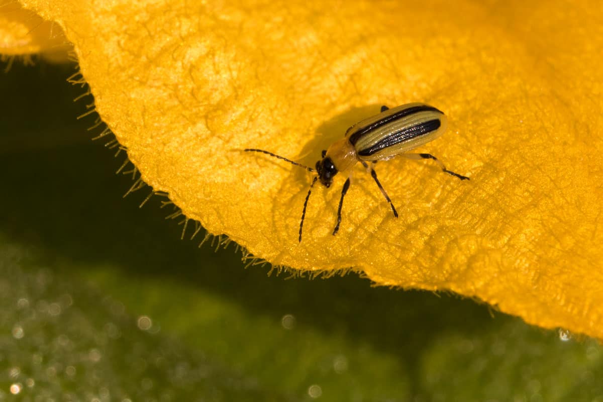 cucumber beetle on a huge yellow leaf, yellow and black striped colored beetle