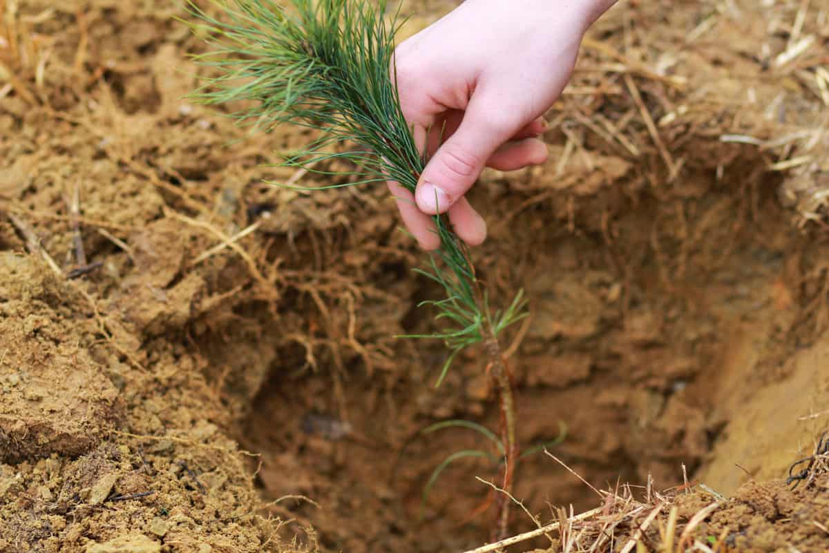 dry soil, shallow soil, brown soil, ground, dirt, roots, human hand planting