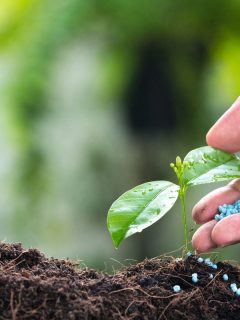 farmer hands pouring fertilizers on the tiny healthy green plant on the healthy soil of the garden in the yard, When To Apply Fall Fertilizer [And How To]