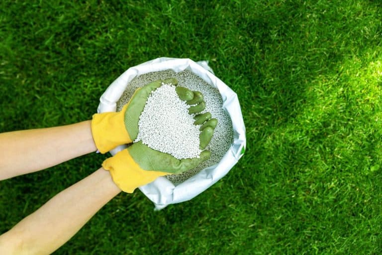 Fertilizer for grass growth in granules with gloves and scoop on the grass. Image with copy space.- When To Apply Disease Ex [And How To]?