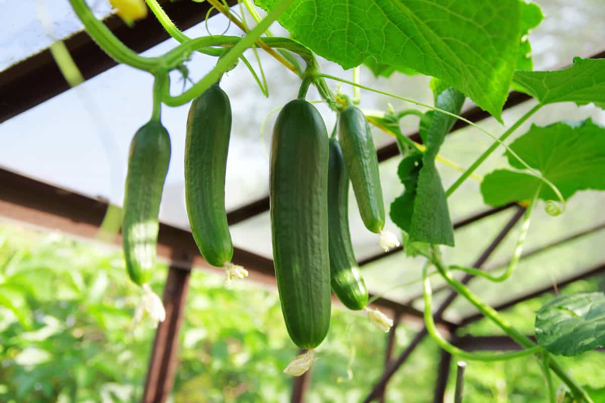 five cucumbers hanging on the garden, healthy green cucumbers, green leaves of cucumber plant