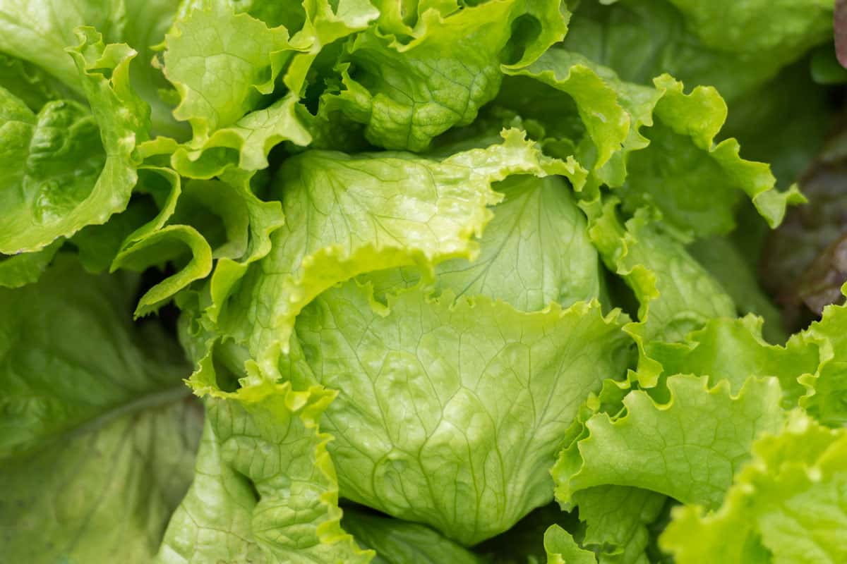 fresh and healthy lettuce on the garden of the backyard, green crunchy texture of the leaves