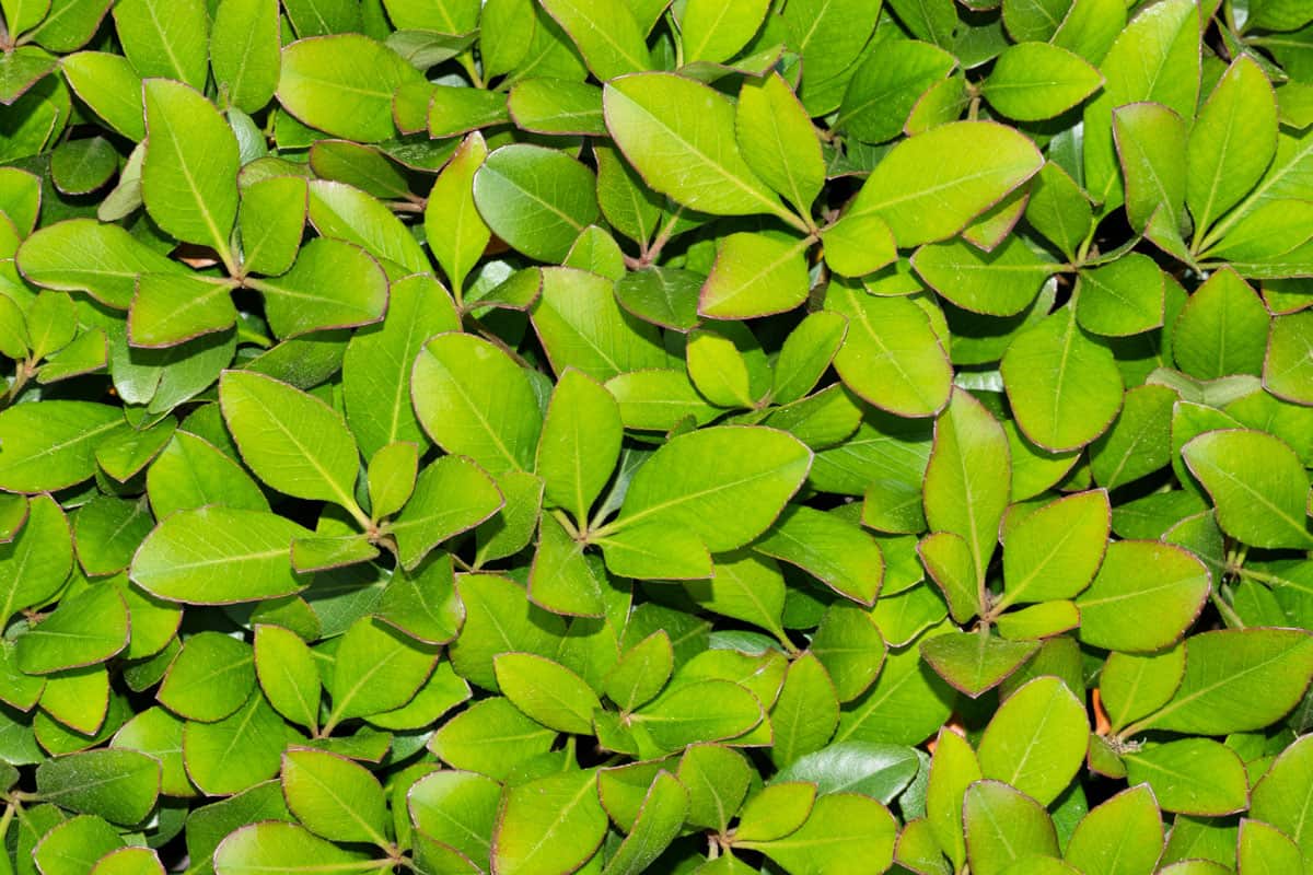 fresh healthy green leaves of indian hawthorn on the backyard garden