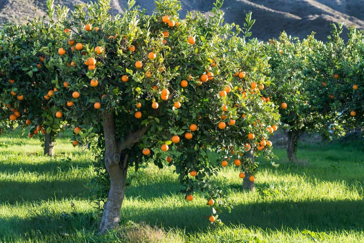 full tree of mediterranean oranges grown in a grassy meadow