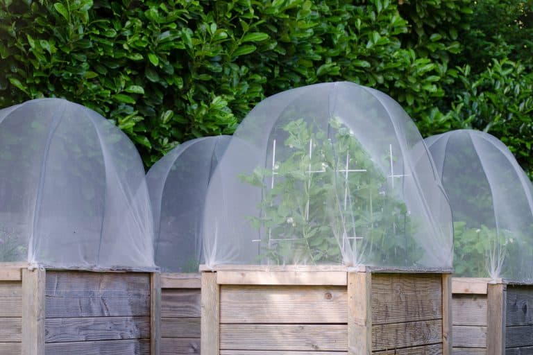 Group of raised beds in a garden. Covers protect plants against pest. Sugar snap pees and strawberries grow in the beds - What Is The Best Netting For Tomato Plants