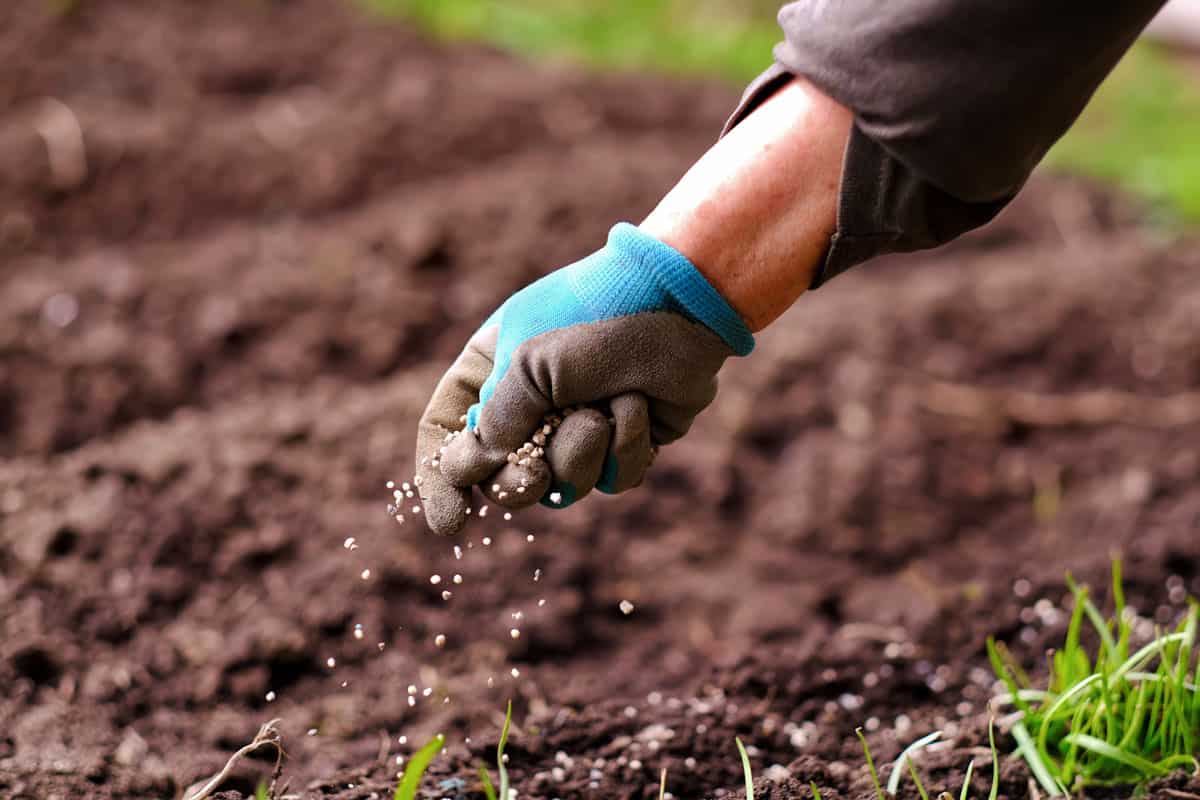 gardener hands putting fertilizers on the garden, healthy soil, green grass, blue garden gloves