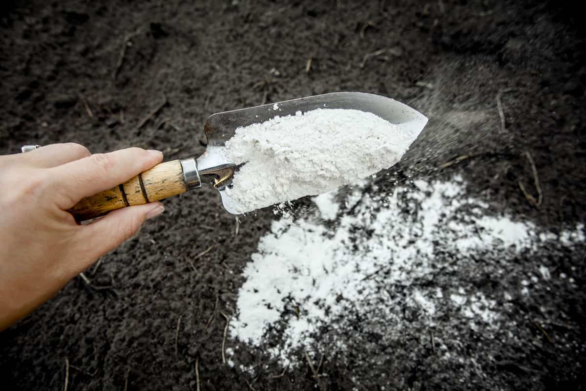 gardener mixing dolomitic limestone powder on garden soil to change ph level