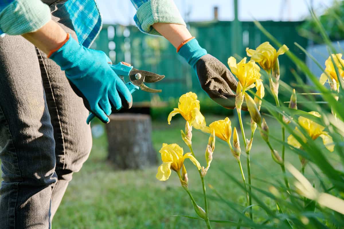 gardener trimming flowers, cutting yellow flowers, blue garden gloves, black jeans, blue tops