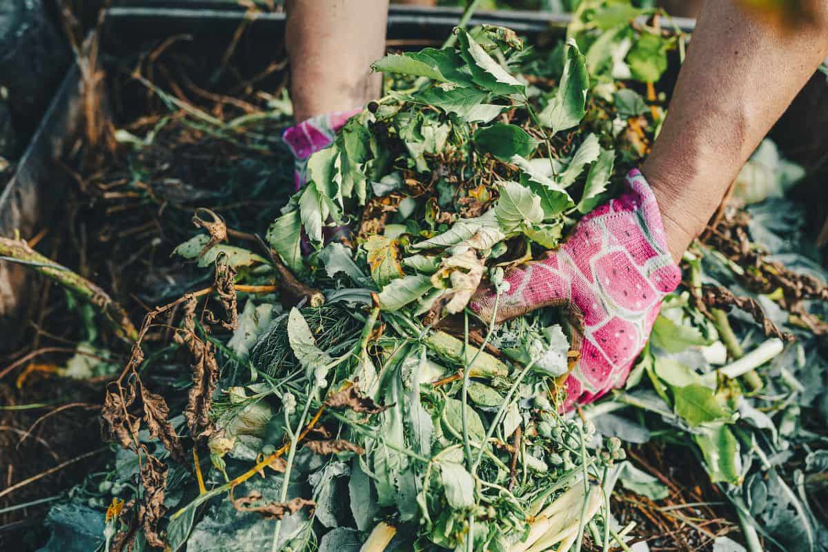gardener's hands in gardening gloves are sorting through compost heap with humus, in backyard. Recycling natural product waste into compost heap to improve soil fertility. Processing agricultural waste