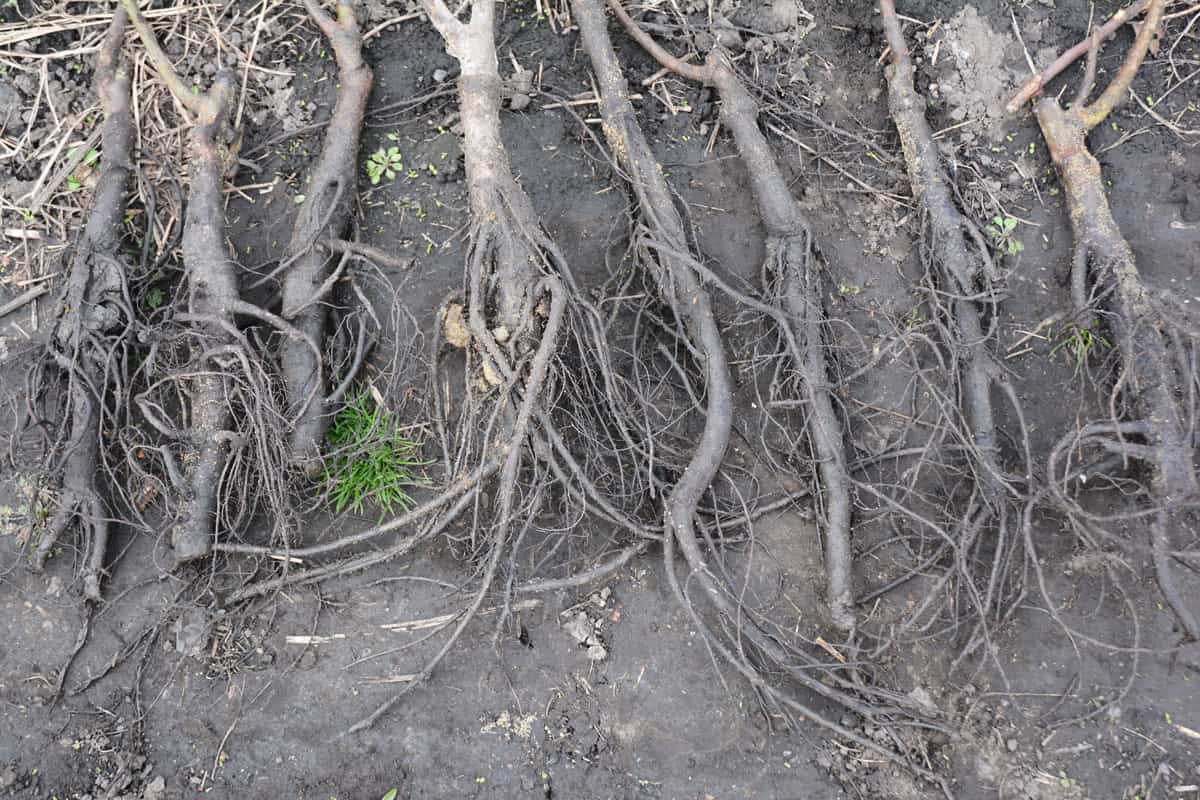 grafted walnut saplings with dry roots, Planting bare-root walnut trees