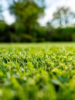 grass on the park, green grass, trees on the back, When To Apply Growth Regulator To Lawn [And How To]?