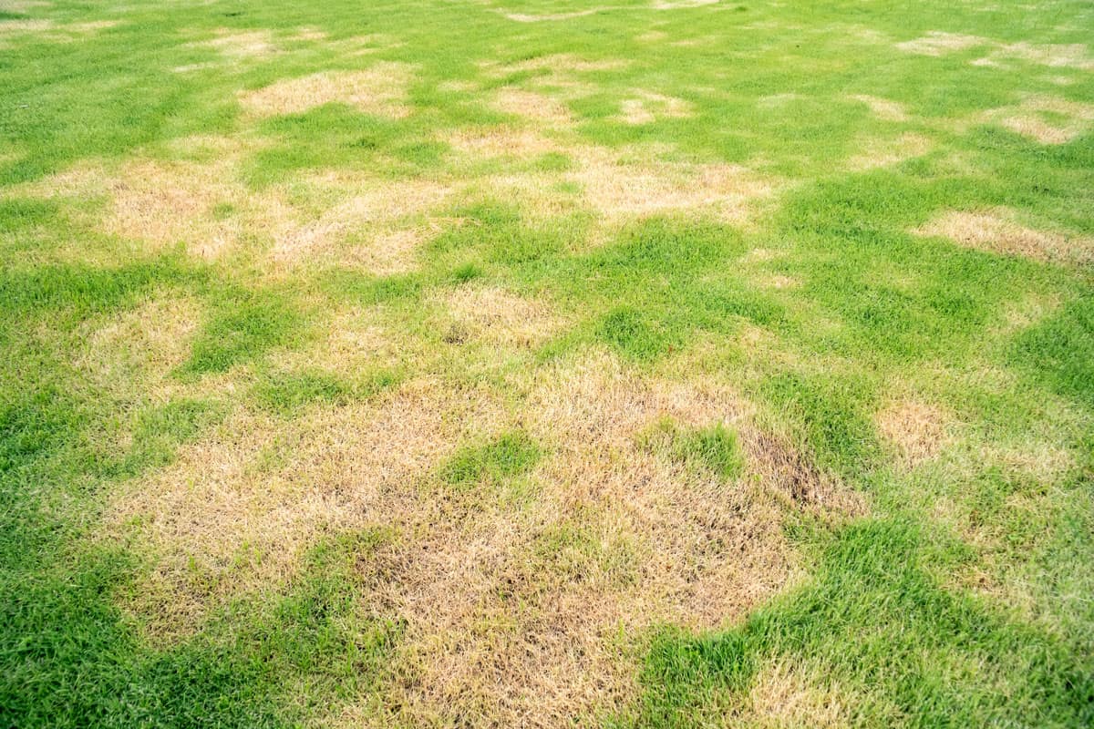 grass texture the lack of lawn care and maintenance until the damage pests fungus and disease field in bad condition