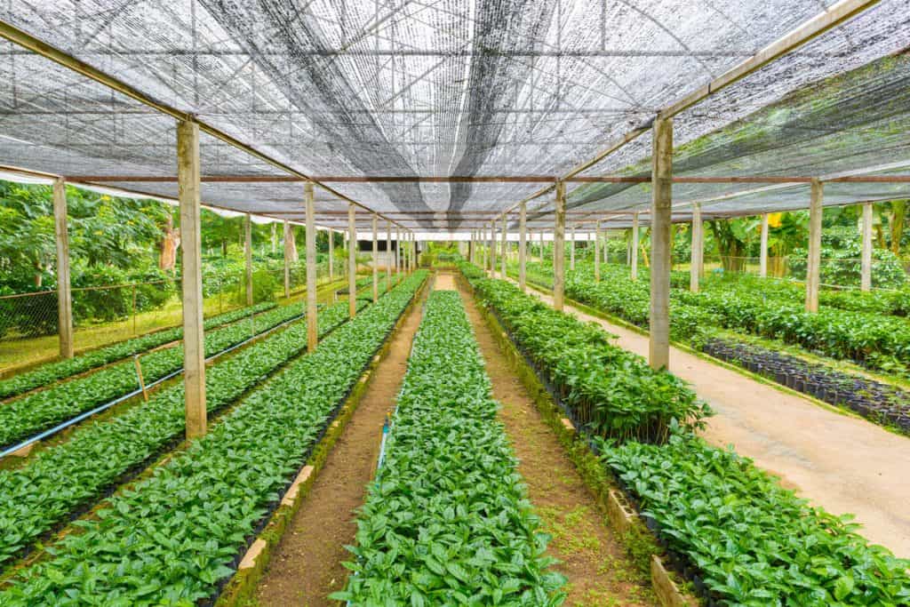 green house for baby plants, making plants healthy, nursery for plants