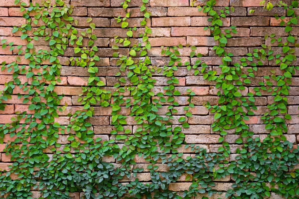 green ivy on orange wall
