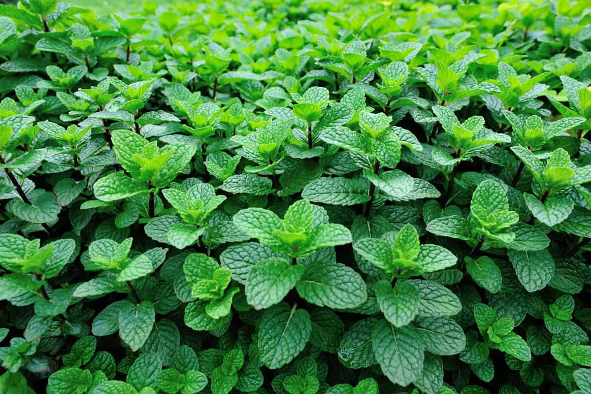 green mint plant in growth at vegetable garden