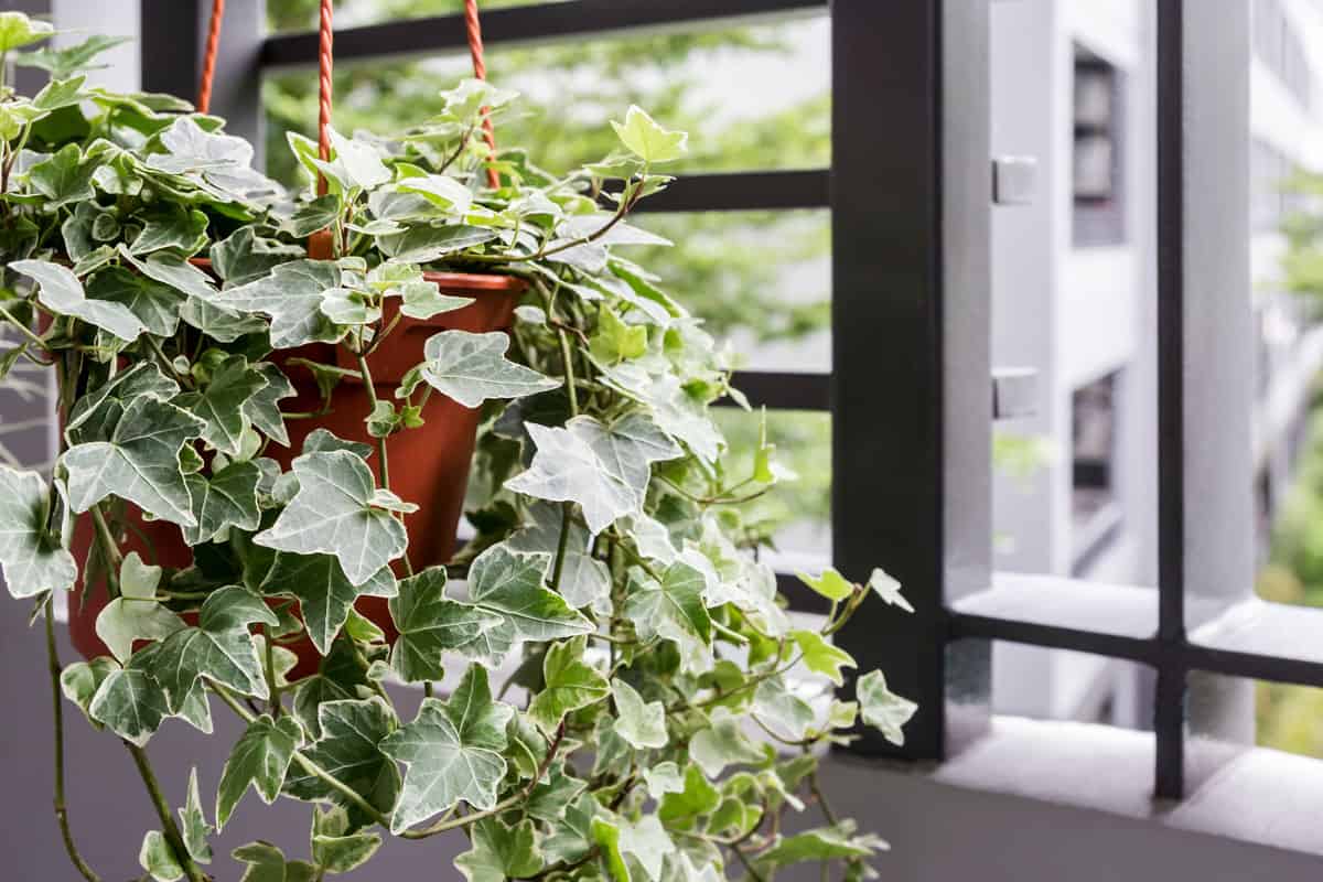 hanging plant on the hanging pot beside the window, green leaf, white tip leaf, vines