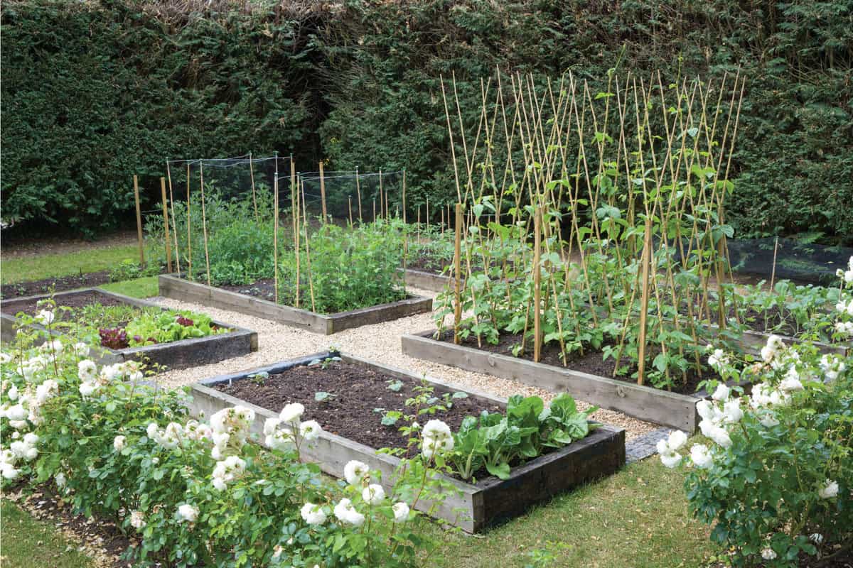 homegrown organic vegetables in a home garden