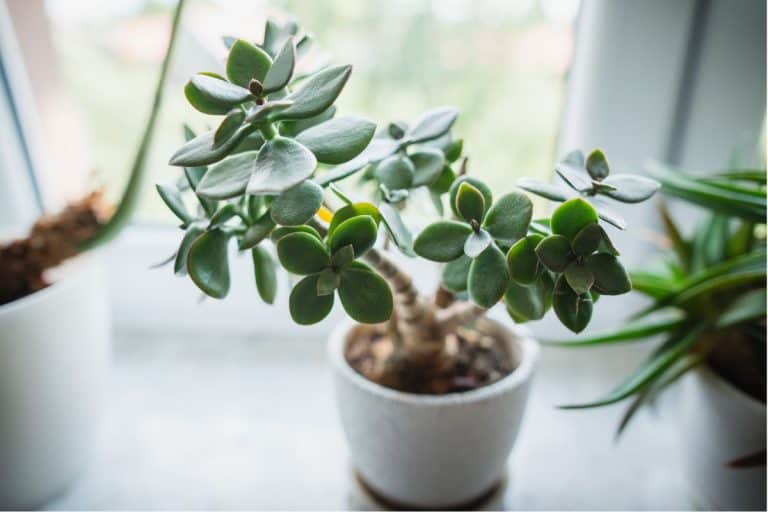 A small green jade plant or succulent or cactus in a pot under natural light with natural bokeh background and copy space for text.- Can Jade Plants Survive Winter Outside?