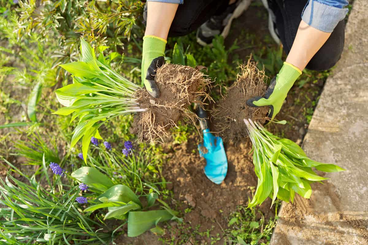 human hands wearing light green garden gloves, dividing the plant and roots, Best Knife For Dividing Plants [And How To]