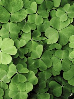Clovers macro. - When To Apply Clover Killer [And How To]