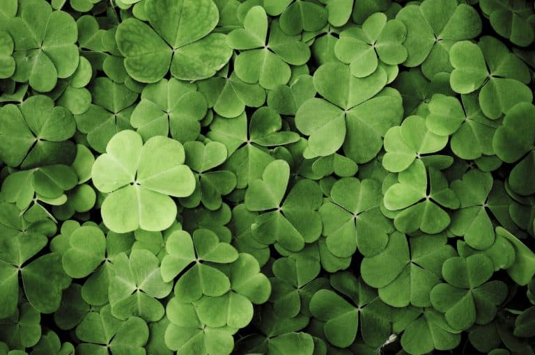 Clovers macro. - When To Apply Clover Killer [And How To]