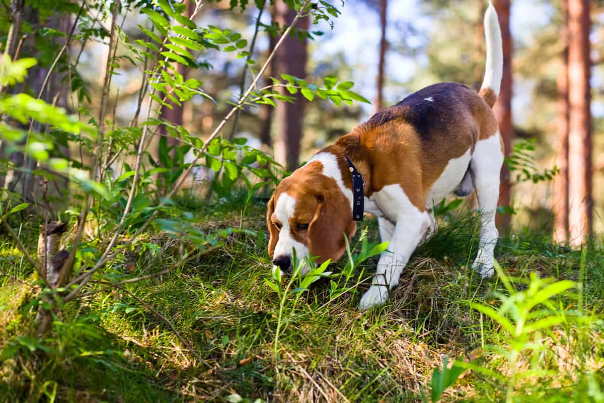 The beagle in wood searches for game