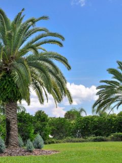 image of a garden with a two palm trees, green grass, green bush, other green trees, How To Use Miracle Grow On Palm Trees