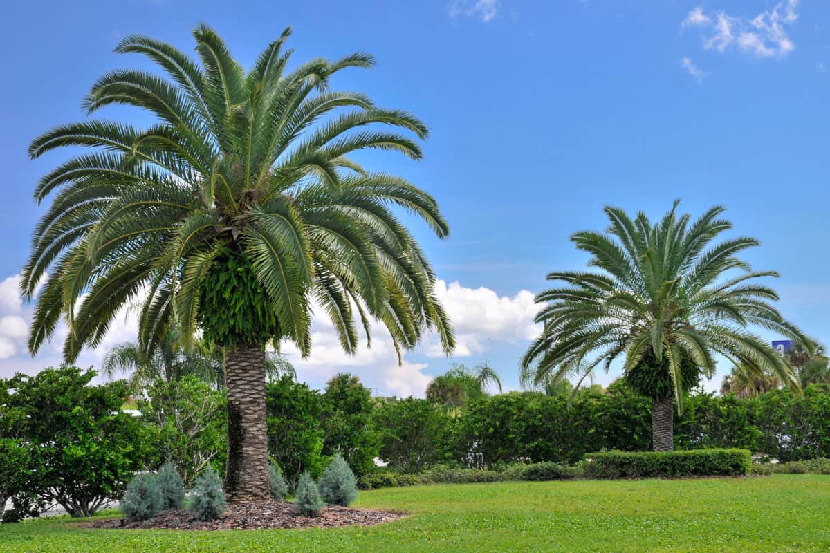 image of a garden with a two palm trees, green grass, green bush, other green trees