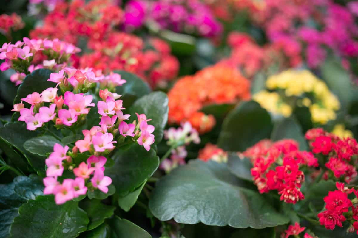 kalanchoe flowers in different colors