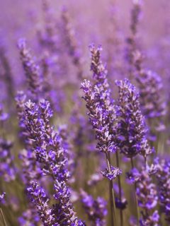 lavender flowers bloom on field, Can You Grow Lavender From Dried Buds?